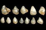 Lot: Polished Fossil Oyster Shells - Around Pieces #141094-1